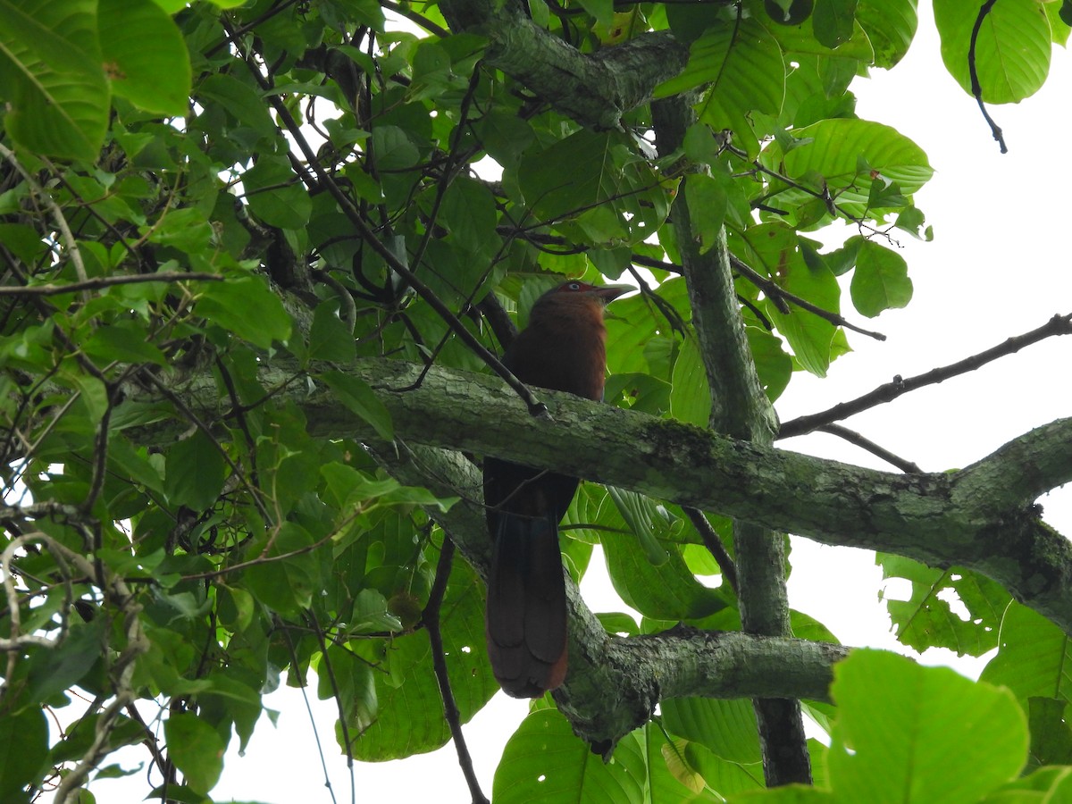 Chestnut-breasted Malkoha - ML638131900