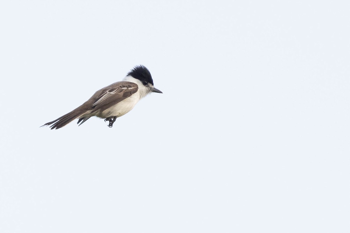 White-naped Xenopsaris - ML638131903