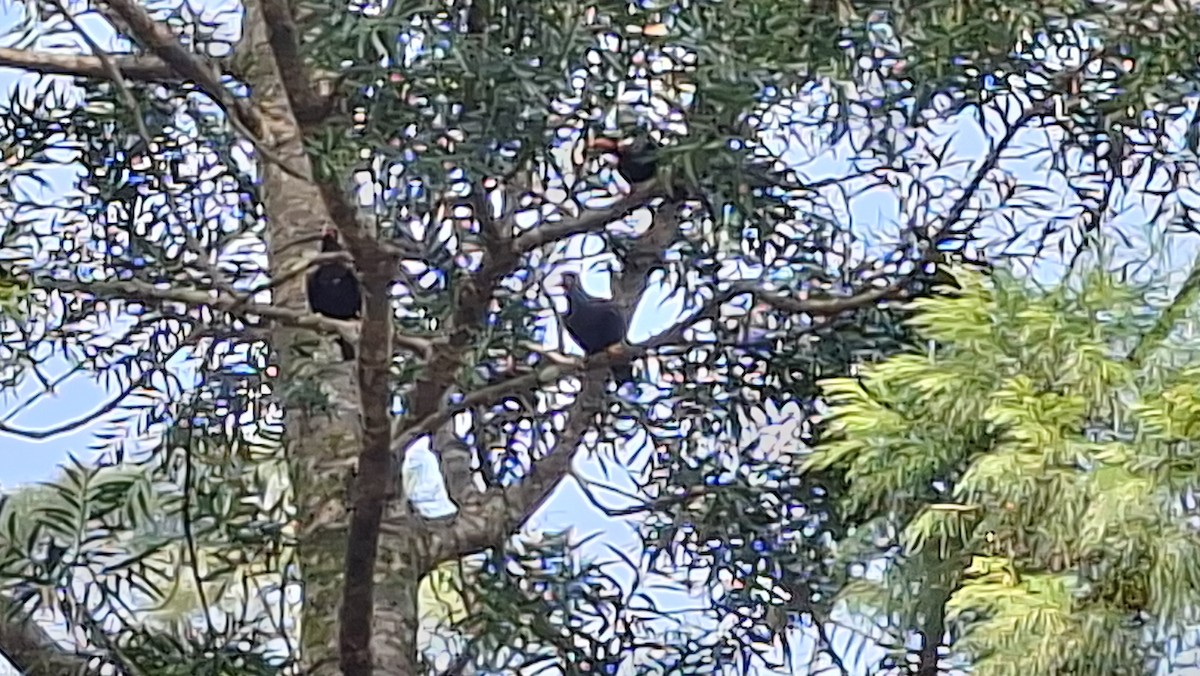 Common Hill Myna - ML638131906