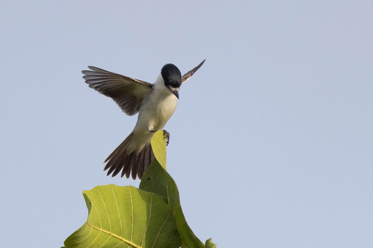 White-naped Xenopsaris - ML638131908