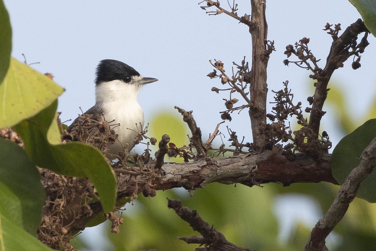 White-naped Xenopsaris - ML638131909