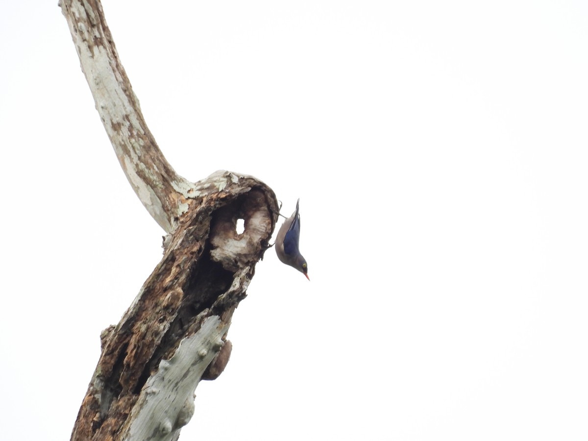 Velvet-fronted Nuthatch - ML638131910