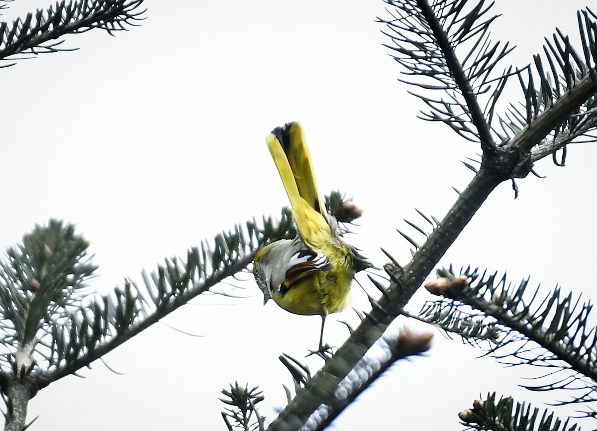 Chestnut-tailed Minla - ML638131912