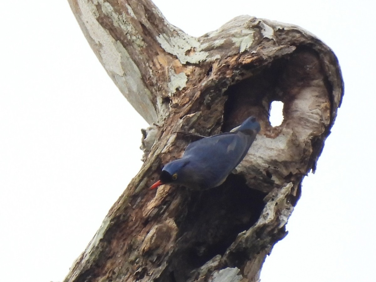 Velvet-fronted Nuthatch - ML638131928
