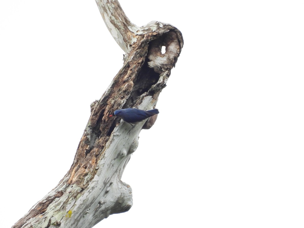 Velvet-fronted Nuthatch - ML638131929