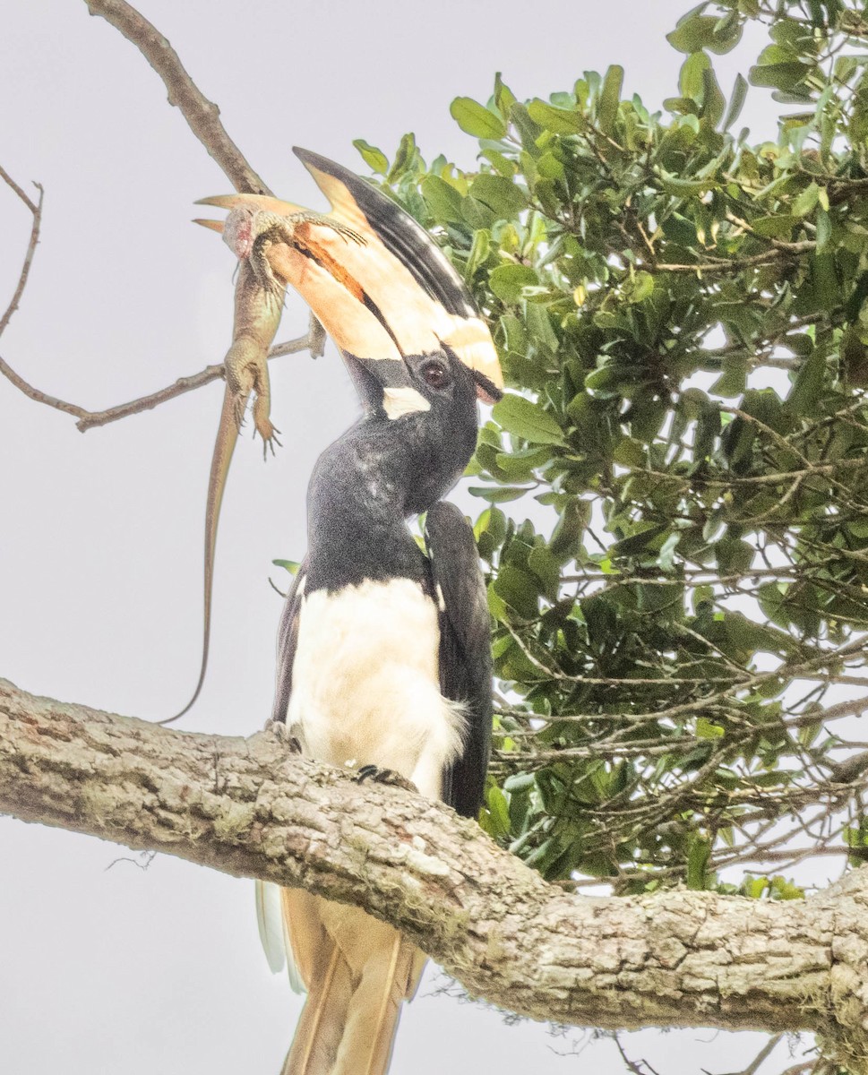 Malabar Pied-Hornbill - ML638131932