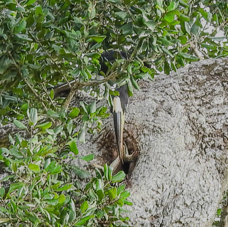 Malabar Pied-Hornbill - ML638131933