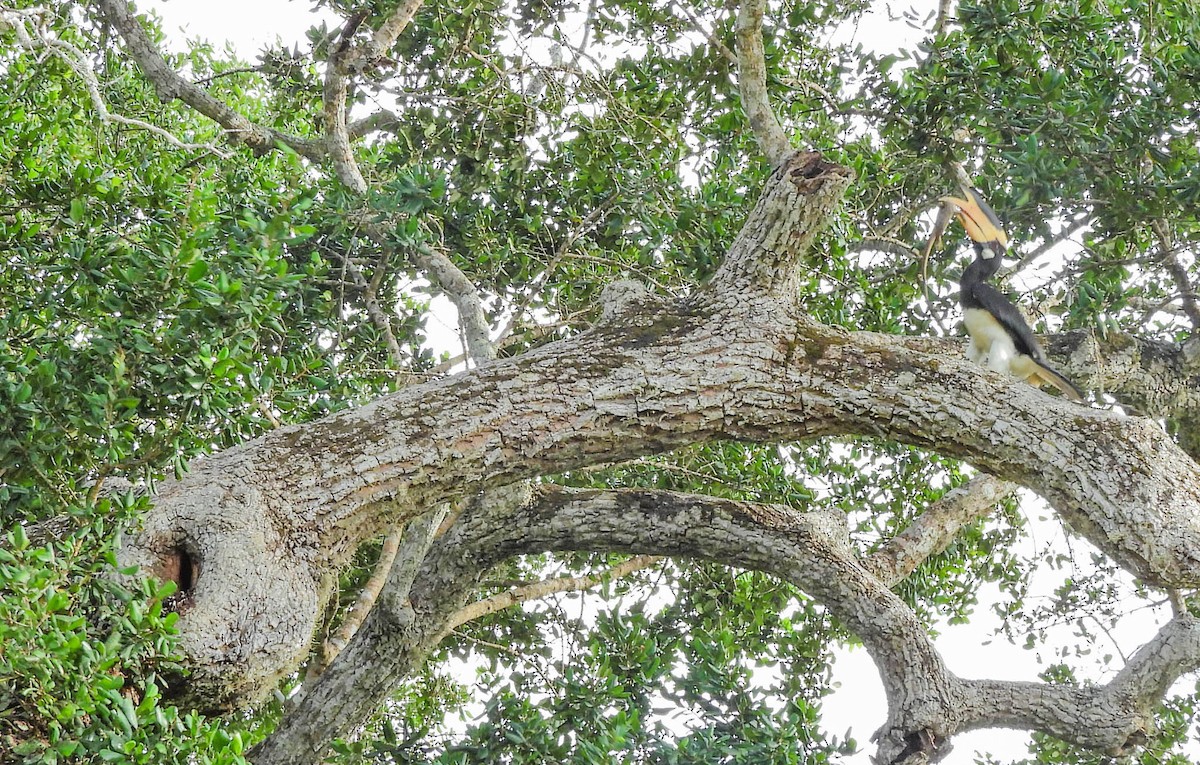 Malabar Pied-Hornbill - ML638131934