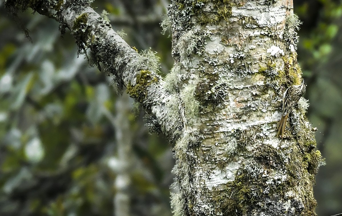 Sikkim Treecreeper - ML638131939