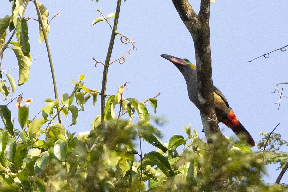 Guianan Toucanet - ML638131940