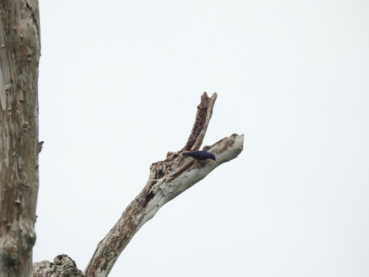 Velvet-fronted Nuthatch - ML638131946