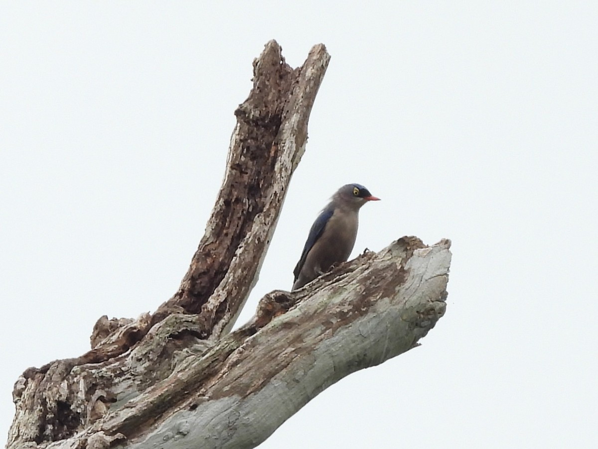 Velvet-fronted Nuthatch - ML638131947