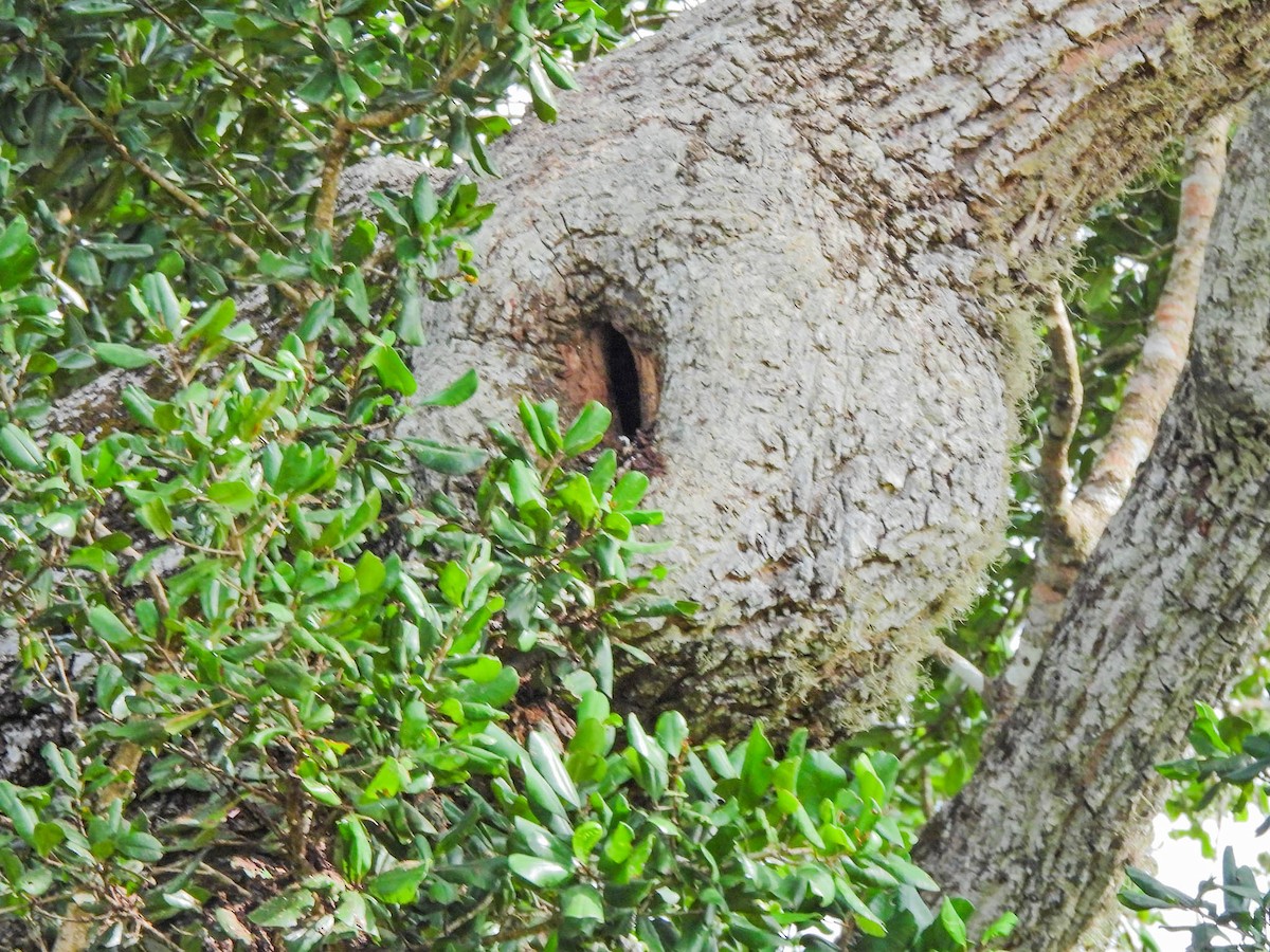 Malabar Pied-Hornbill - ML638131954