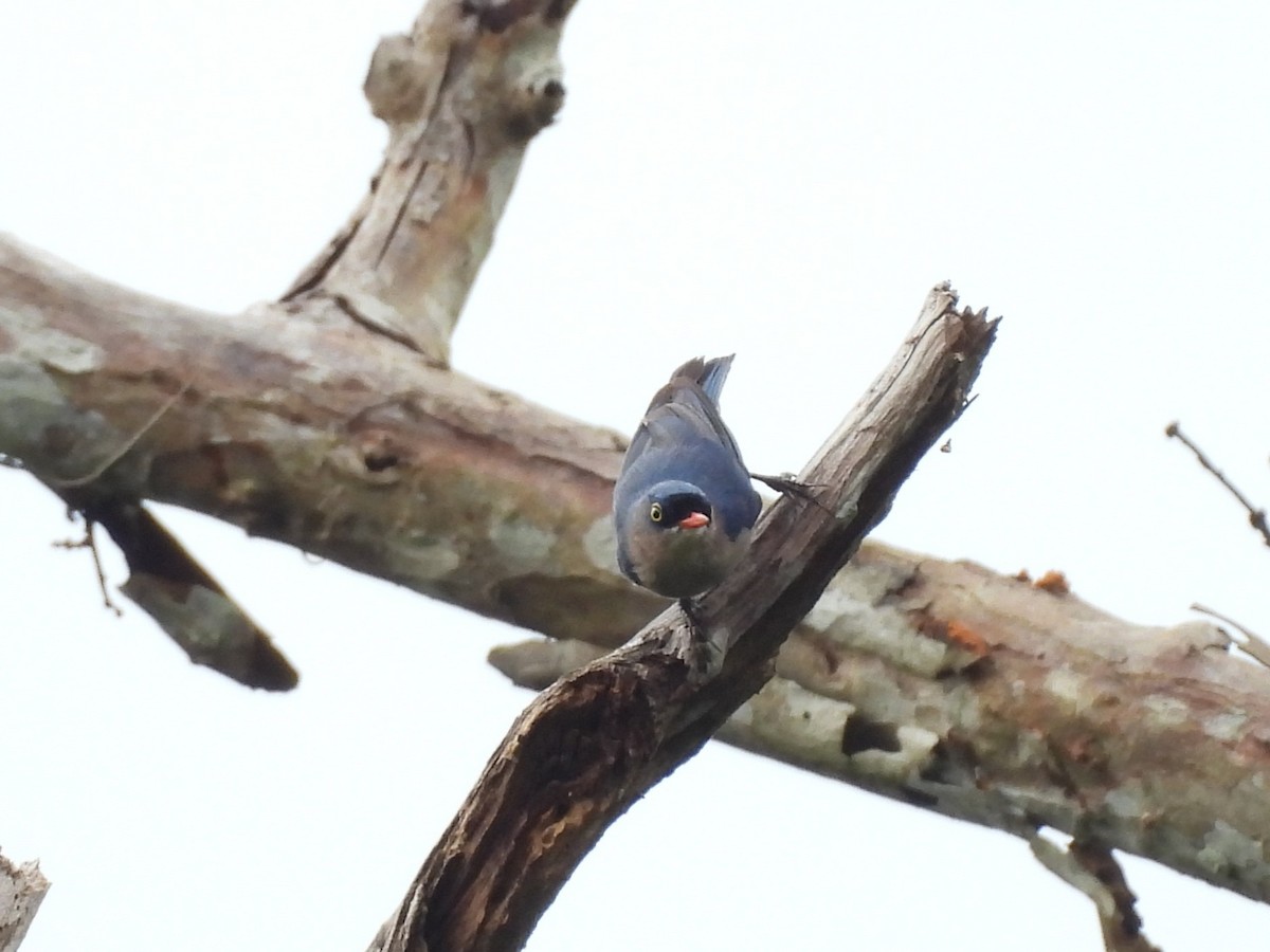 Velvet-fronted Nuthatch - ML638131960