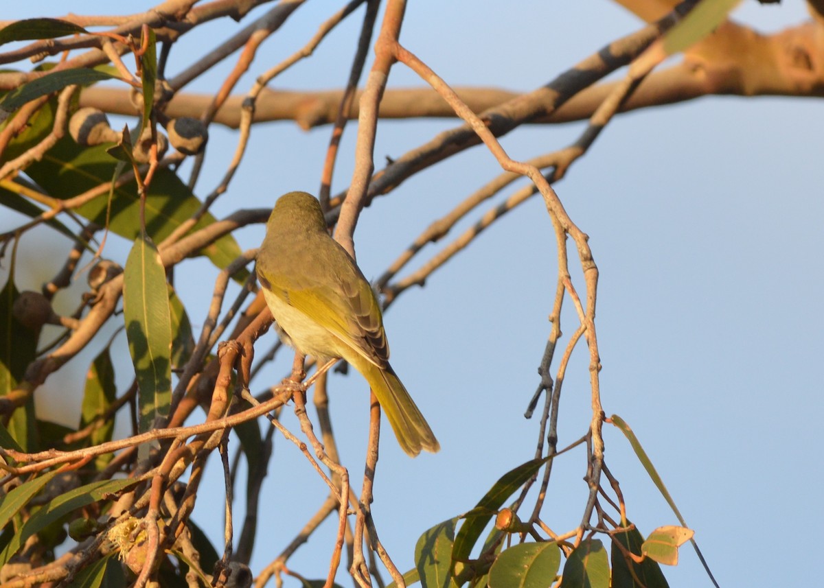 White-plumed Honeyeater - ML638131961