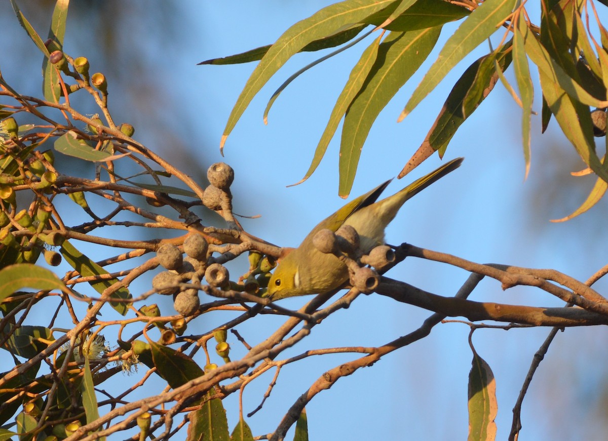 White-plumed Honeyeater - ML638131964