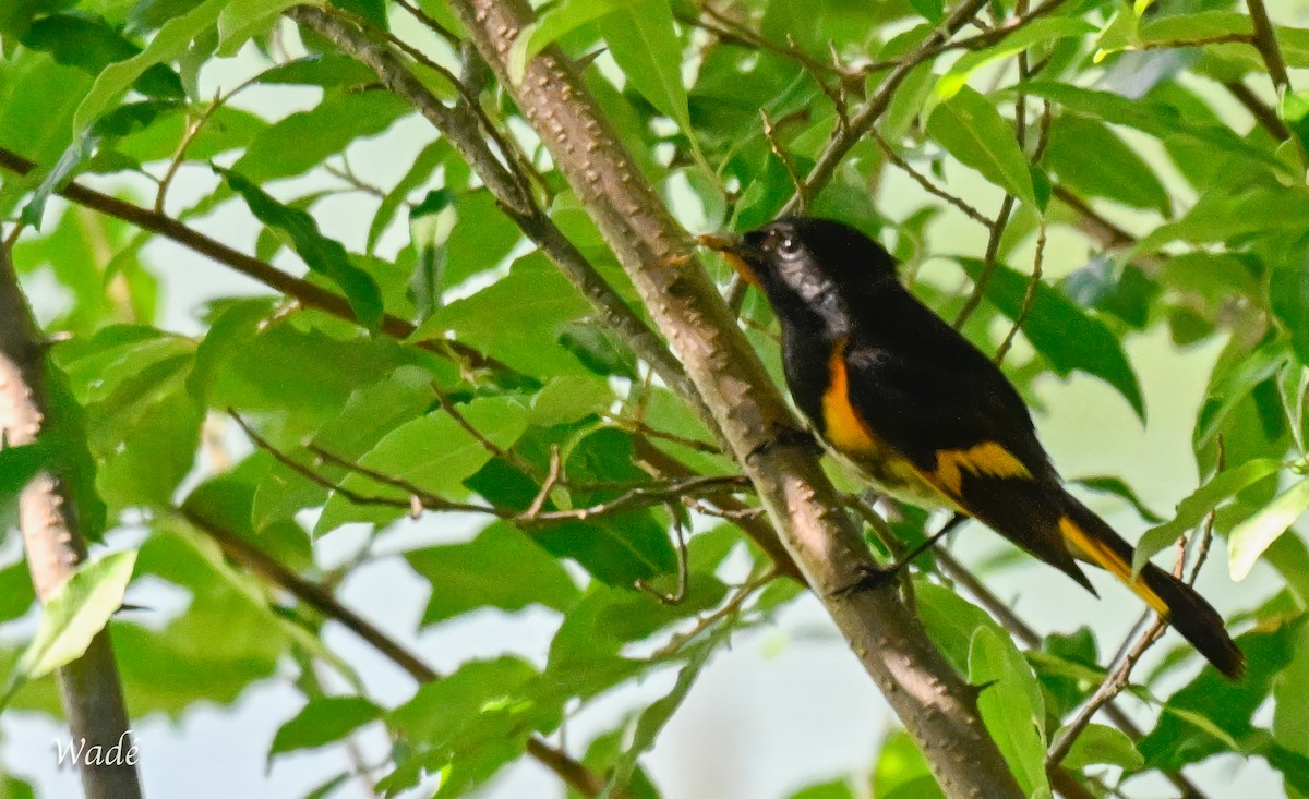 American Redstart - ML638131997