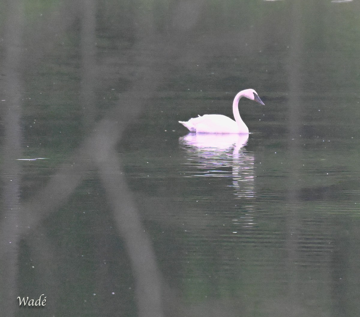 Trumpeter Swan - ML638132001