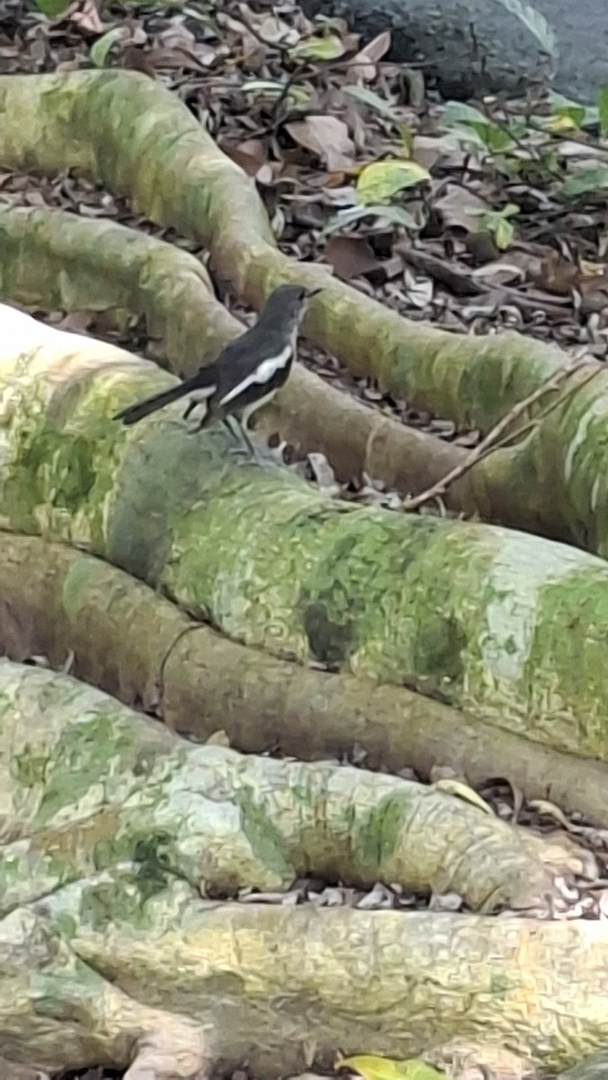 Oriental Magpie-Robin - ML638132008