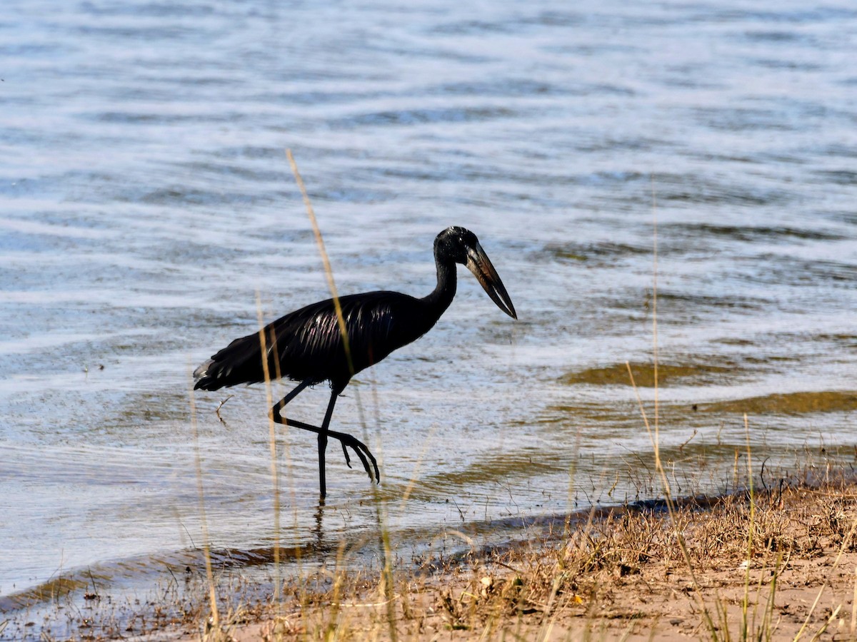 African Openbill - ML638132010