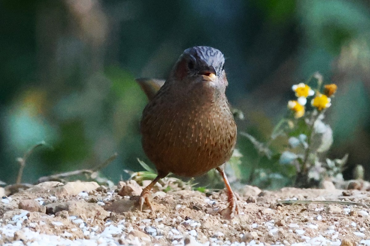 Streaked Laughingthrush - ML638132019