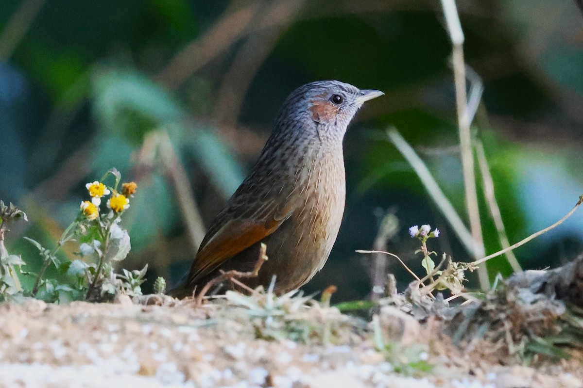Streaked Laughingthrush - ML638132020
