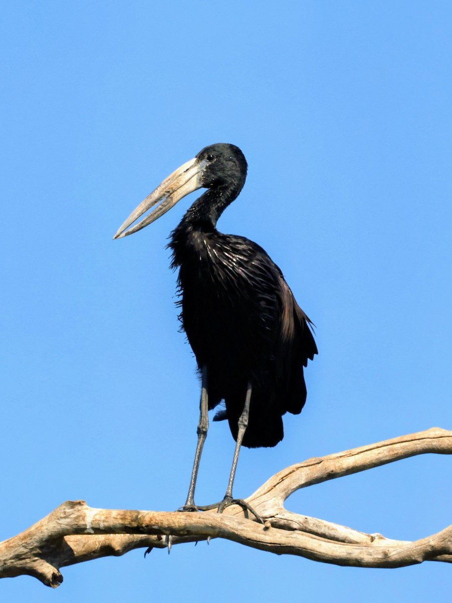 African Openbill - ML638132034