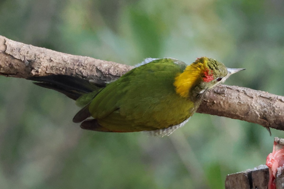 Lesser Yellownape - ML638132044