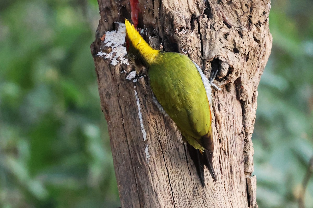 Lesser Yellownape - ML638132045