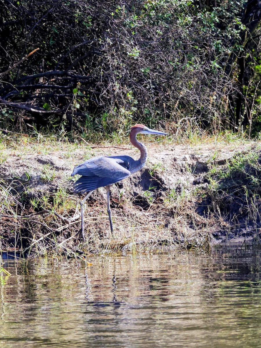 Goliath Heron - ML638132046