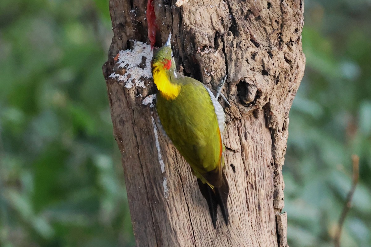 Lesser Yellownape - ML638132048