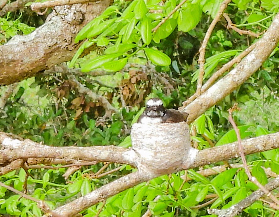 White-browed Fantail - ML638132049