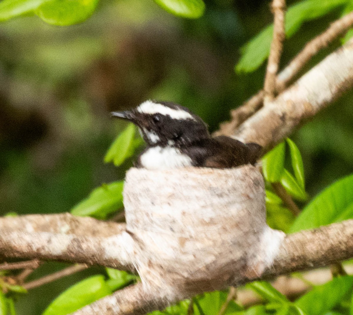 White-browed Fantail - ML638132050