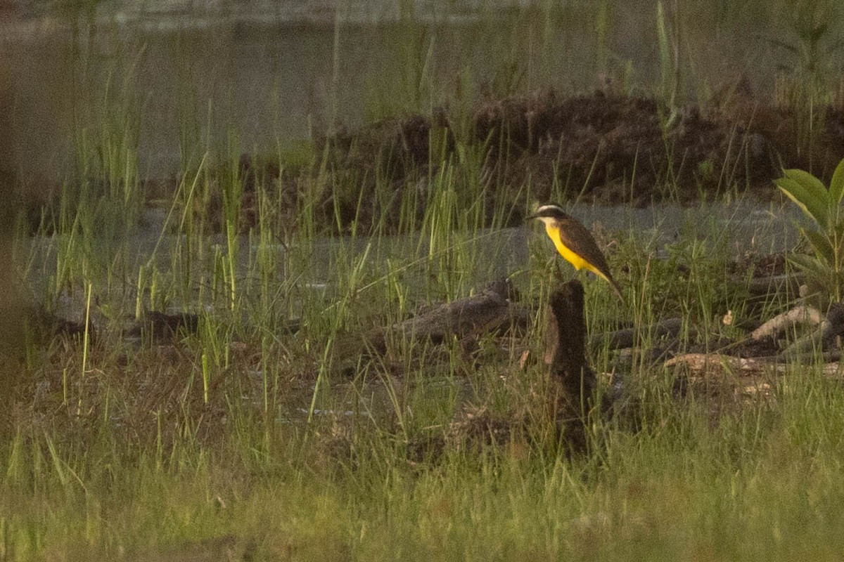 Lesser Kiskadee - ML638132062