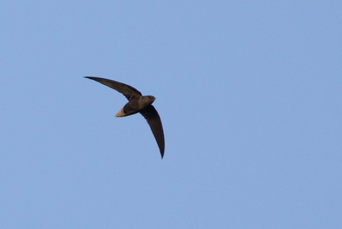Short-tailed Swift - ML638132068