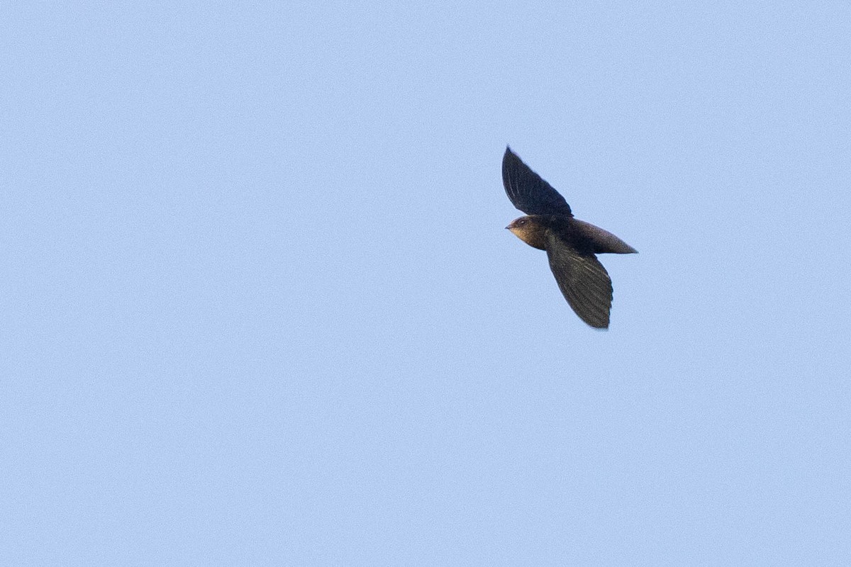 Short-tailed Swift - ML638132071