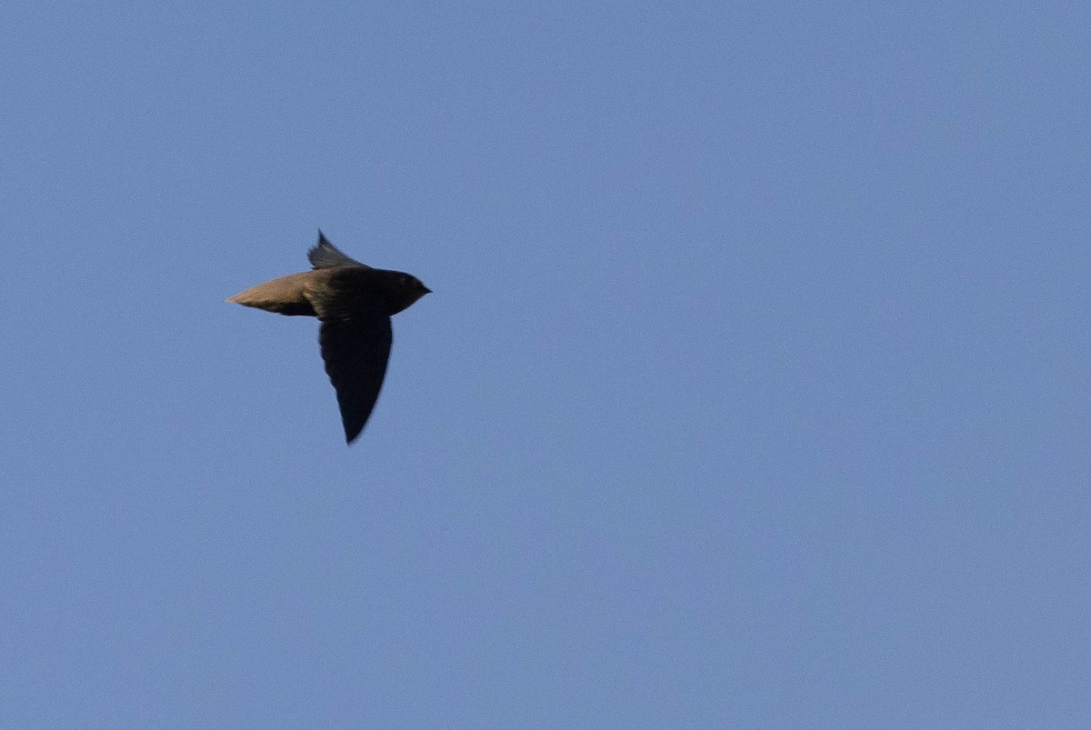 Short-tailed Swift - ML638132074