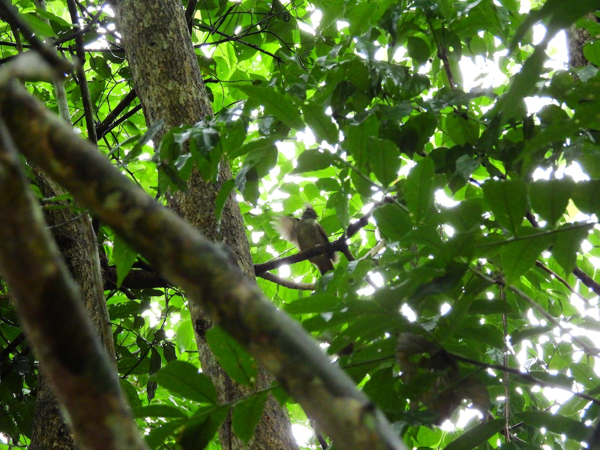 Ochraceous Bulbul - ML638132078