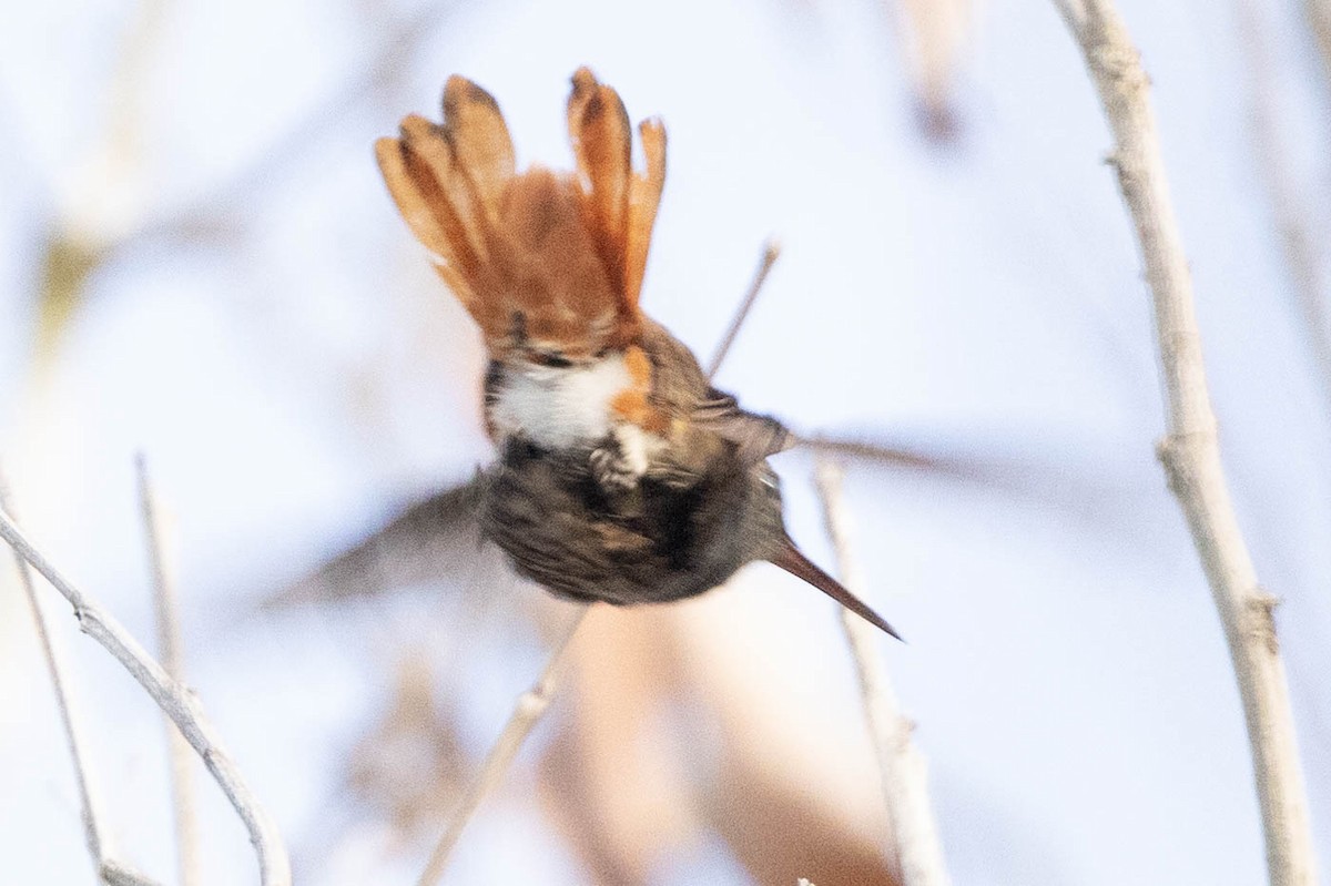 Copper-tailed Hummingbird - ML638132081