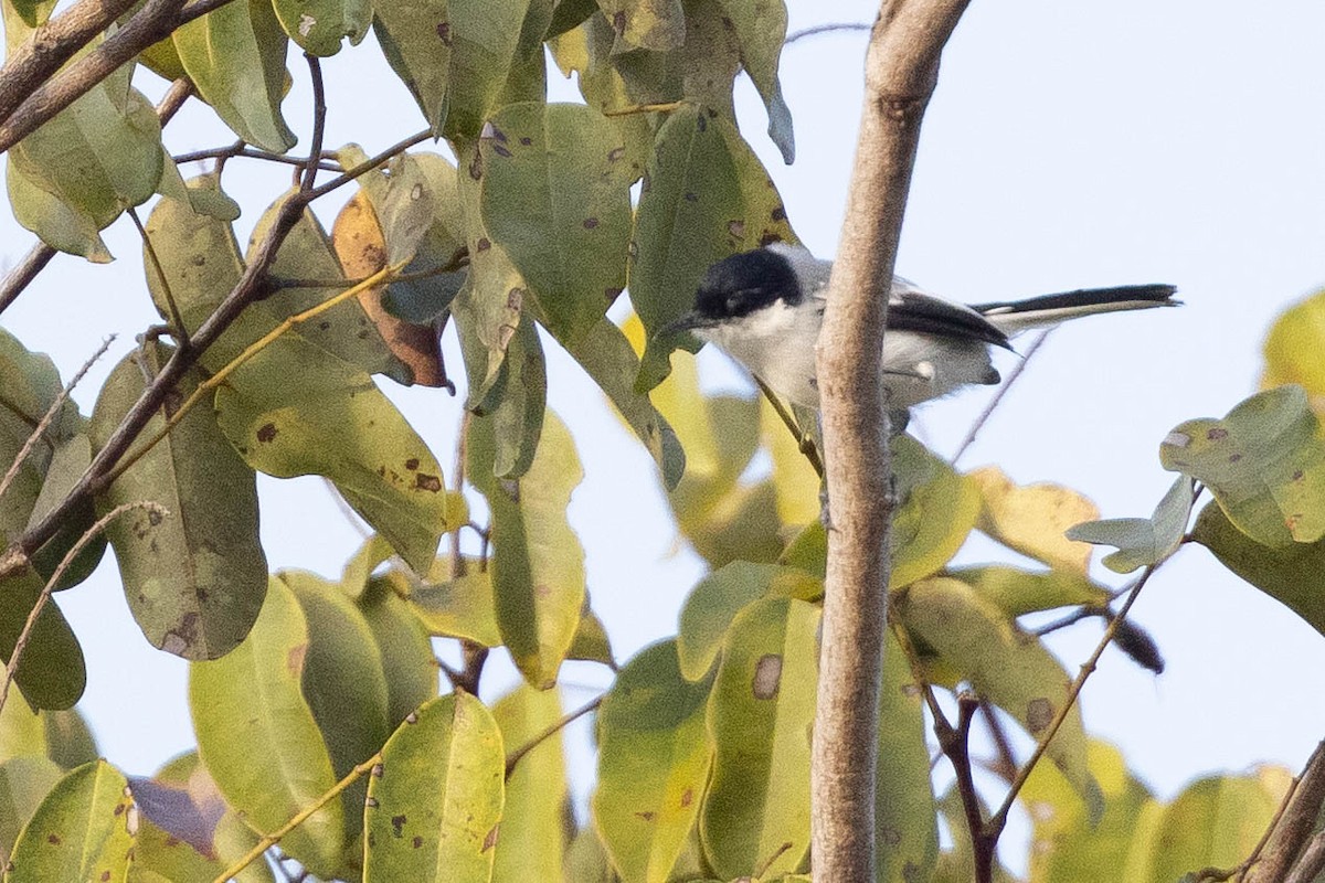 Tropical Gnatcatcher - ML638132089