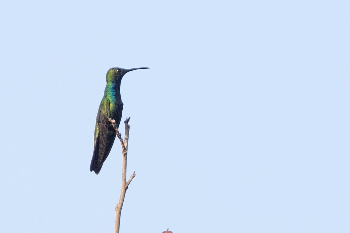 Black-throated Mango - ML638132093