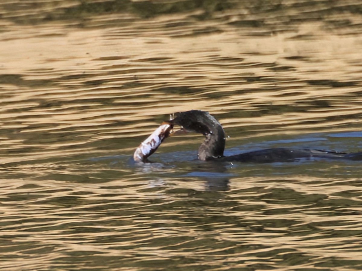Reed Cormorant - ML638132094