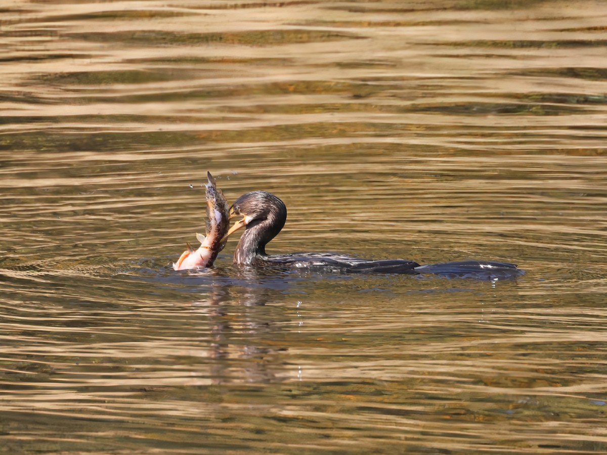 Reed Cormorant - ML638132095