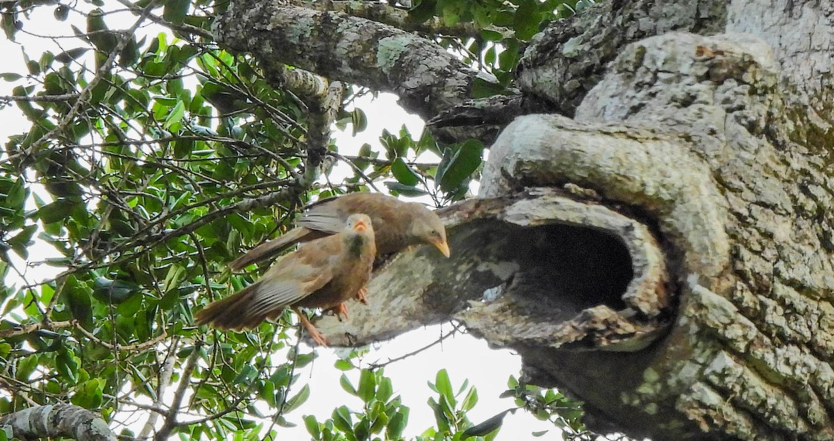Yellow-billed Babbler - ML638132103