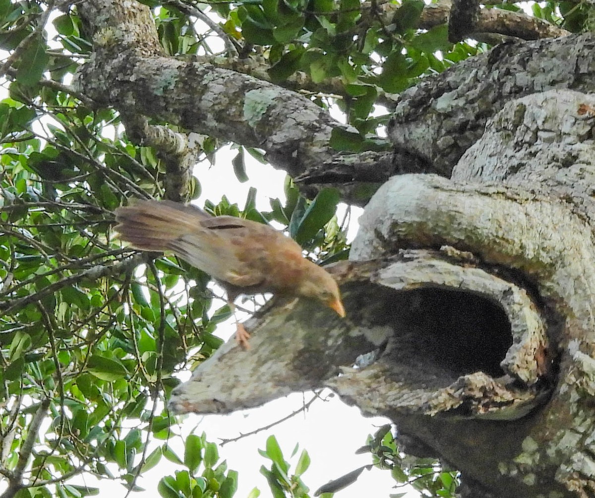 Yellow-billed Babbler - ML638132104