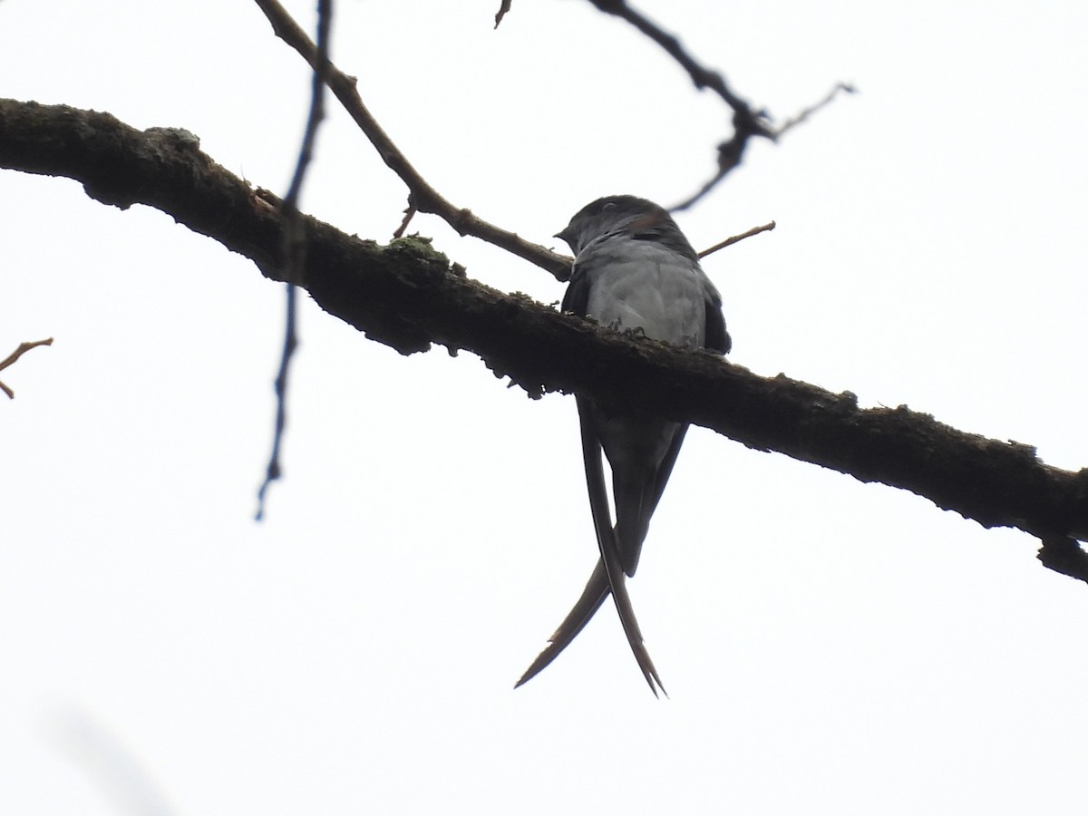 Gray-rumped Treeswift - ML638132106