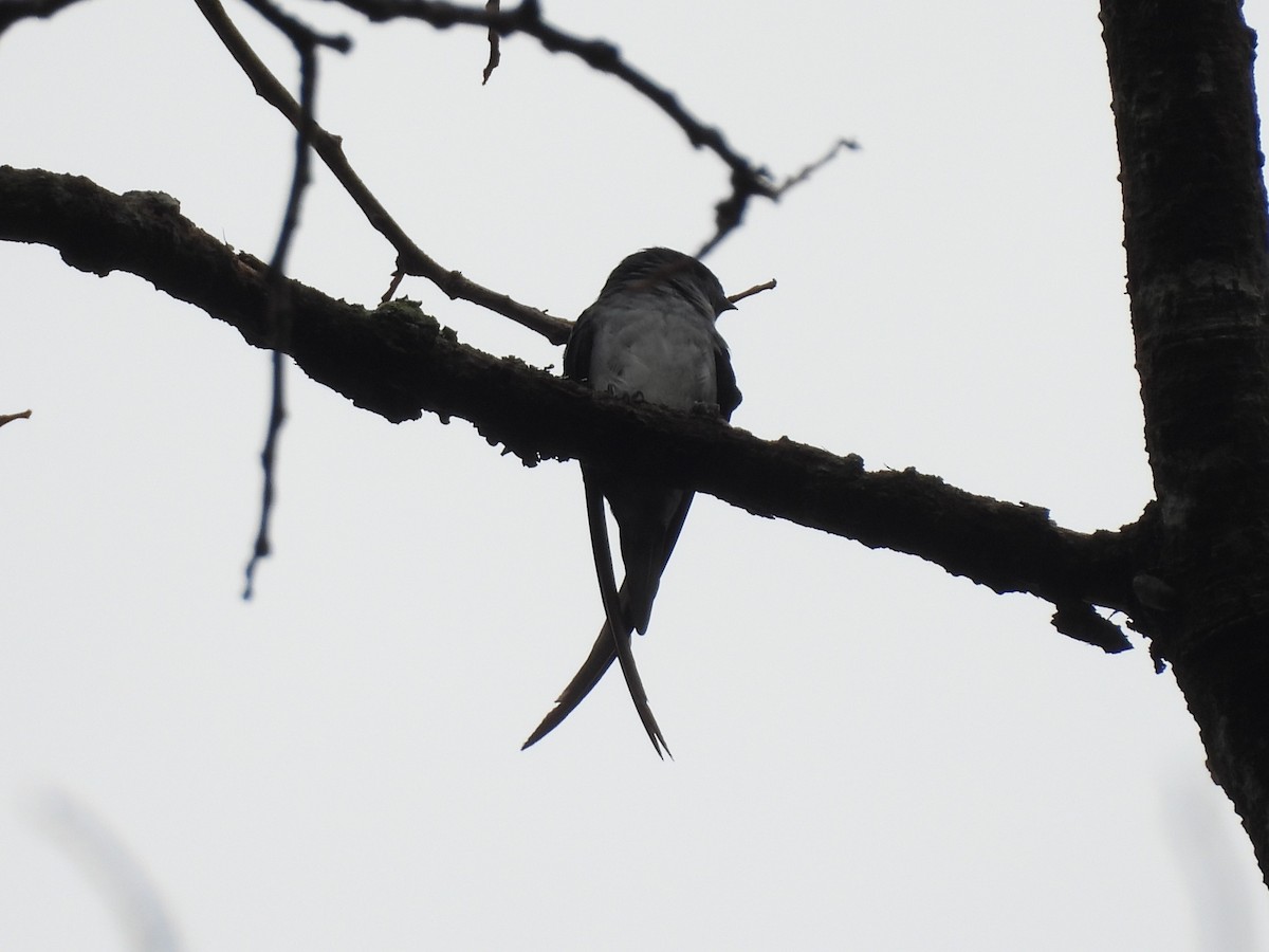 Gray-rumped Treeswift - ML638132107