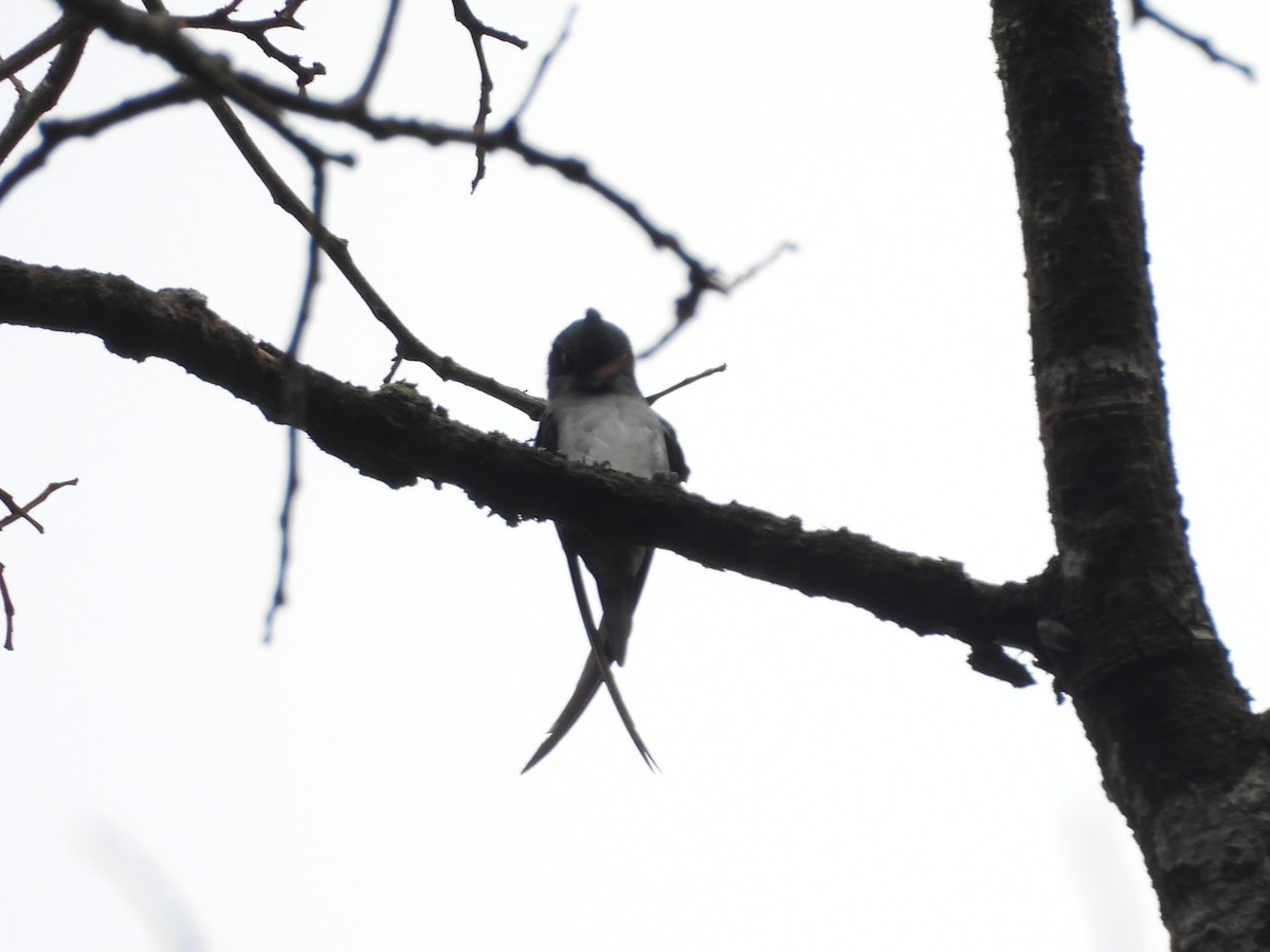 Gray-rumped Treeswift - ML638132108