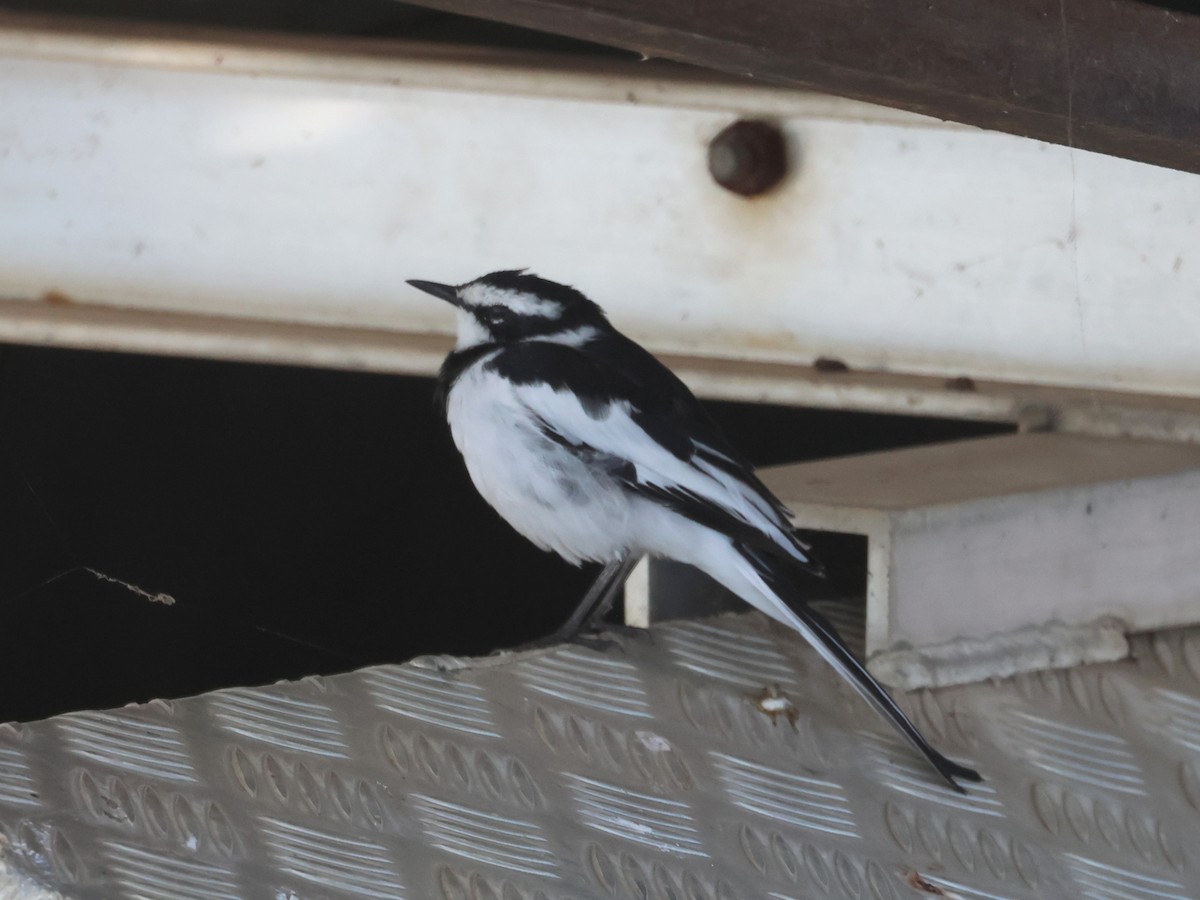 African Pied Wagtail - ML638132113