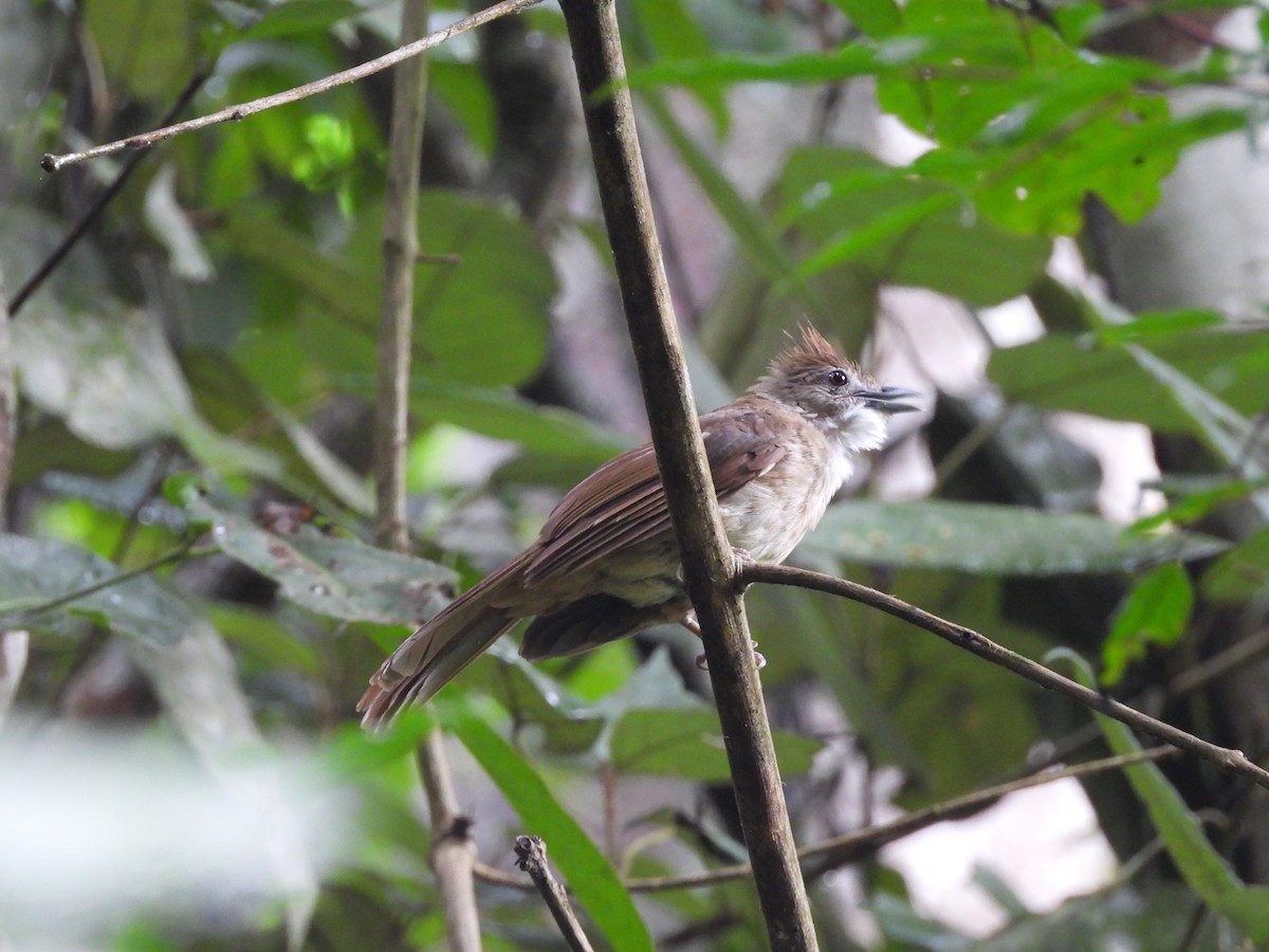 Ochraceous Bulbul - ML638132116